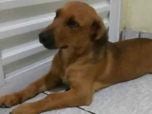 Cachorro raça Viralata com pastor alemao idade 7 a 11 meses nome Scooby