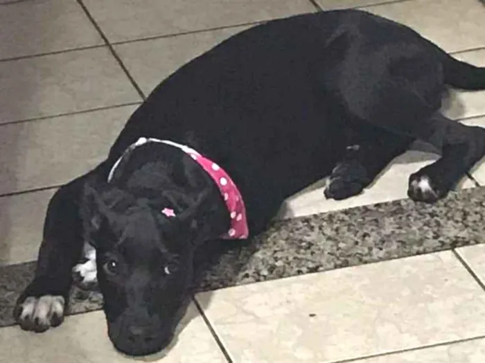 Cachorro ra a  idade 2 a 6 meses nome Tina