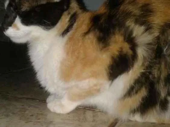Gato ra a Vira lata idade 2 a 6 meses nome Hanna e os filhote