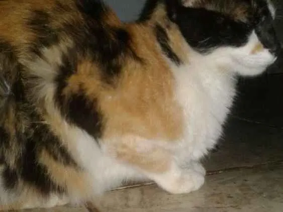 Gato ra a Vira lata idade 2 a 6 meses nome Hanna e os filhote