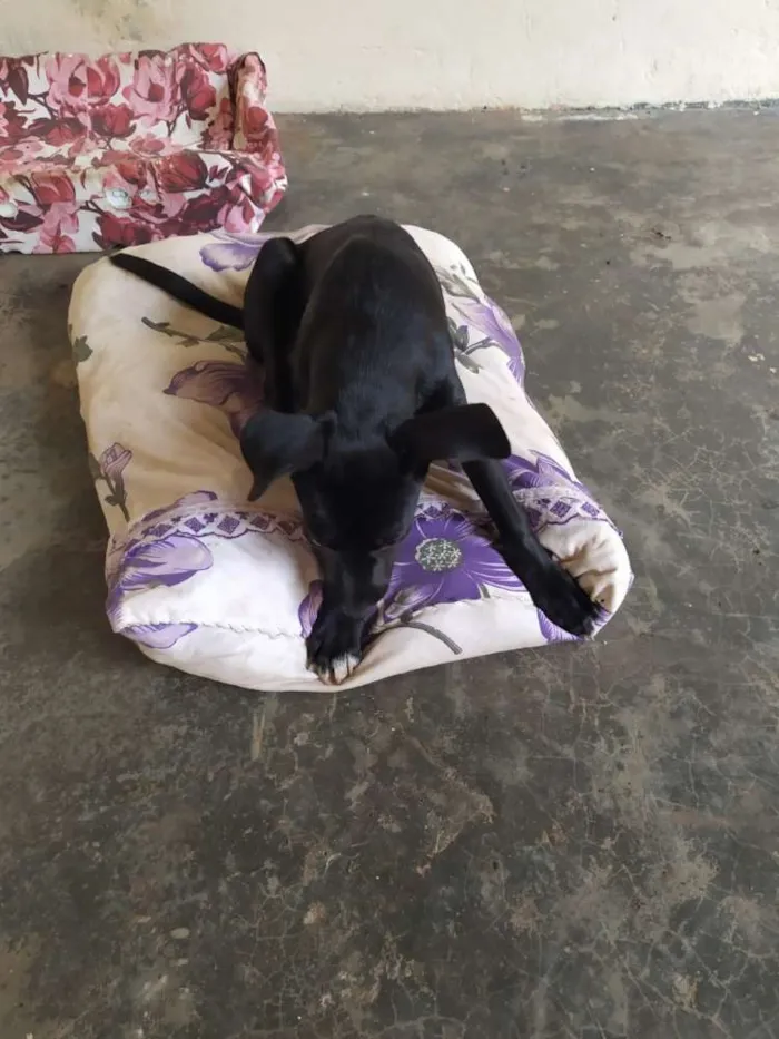 Cachorro ra a Sem raça idade 2 a 6 meses nome Nina