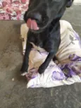 Nina