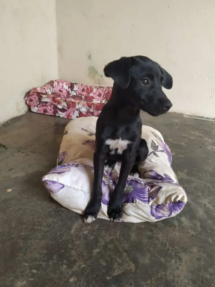 Cachorro ra a Sem raça idade 2 a 6 meses nome Nina