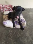 Nina