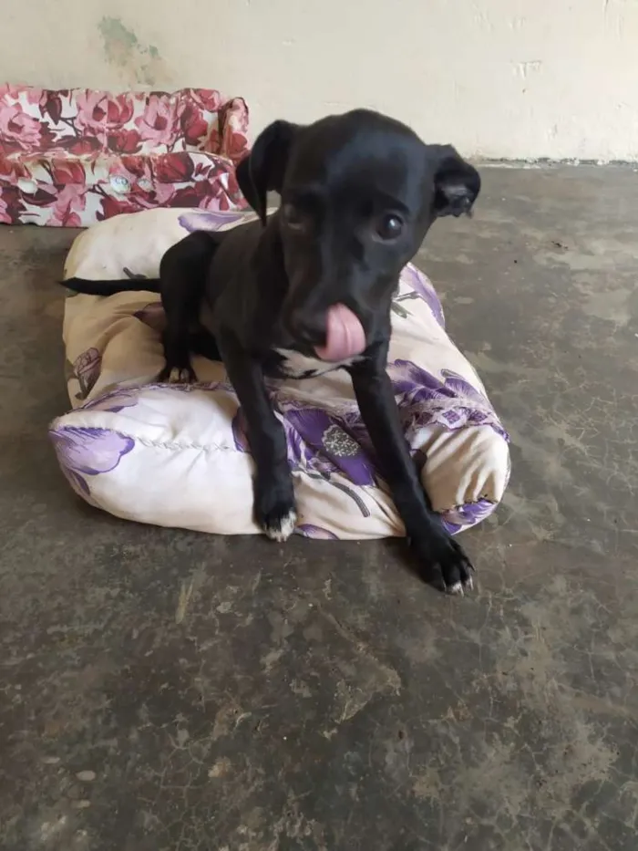 Cachorro ra a Sem raça idade 2 a 6 meses nome Nina