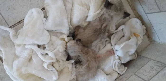 Gato ra a Não sei idade Abaixo de 2 meses nome Não tem 