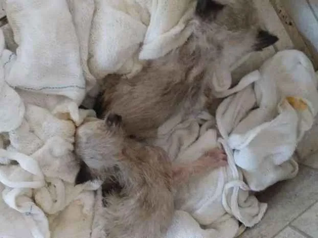 Gato ra a Não sei idade Abaixo de 2 meses nome Não tem 
