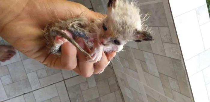 Gato ra a Não sei idade Abaixo de 2 meses nome Não tem 