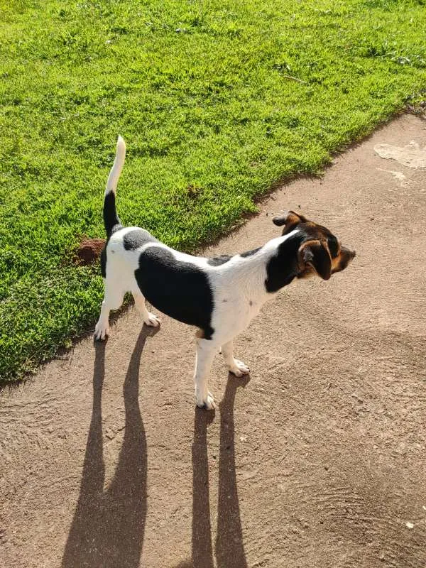 Cachorro ra a Indefinida idade 7 a 11 meses nome Filhote