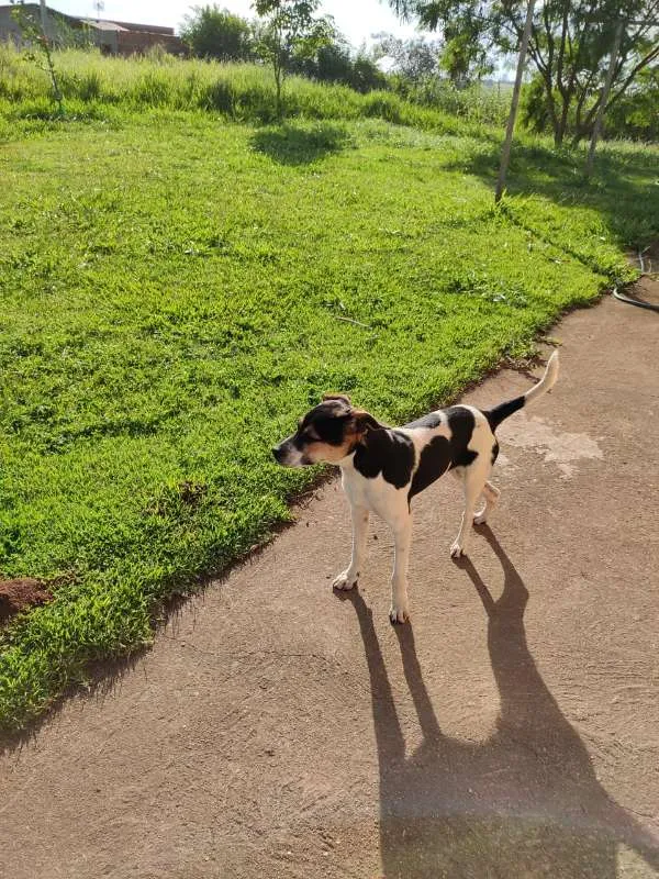 Cachorro ra a Indefinida idade 7 a 11 meses nome Filhote