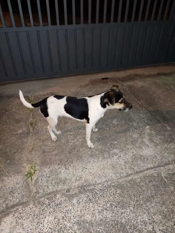 Cachorro ra a Indefinida idade 7 a 11 meses nome Filhote