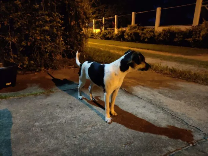 Cachorro ra a Indefinida idade 7 a 11 meses nome Filhote