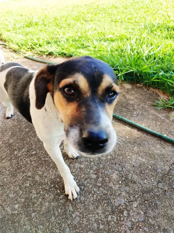 Cachorro ra a Indefinida idade 7 a 11 meses nome Filhote