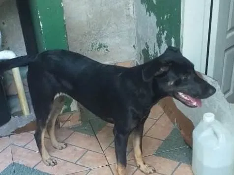 Cachorro raça RSD vira lata  idade 7 a 11 meses nome Sofía