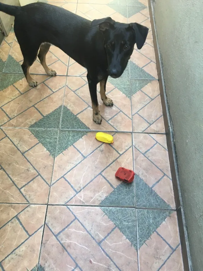 Cachorro raça RSD vira lata  idade 7 a 11 meses nome Sofía