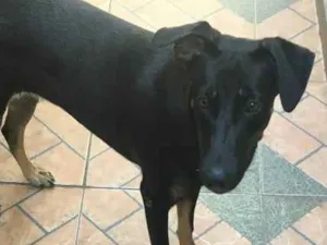 Cachorro raça RSD vira lata  idade 7 a 11 meses nome Sofía