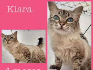 Gato raça SRD idade 2 a 6 meses nome KIARA