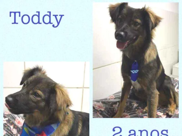 Cachorro ra a srd idade 2 anos nome Toddy