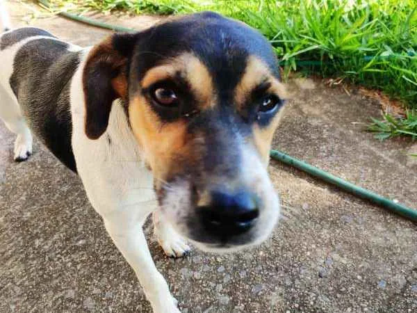 Cachorro ra a Indefinida idade 7 a 11 meses nome Filhote