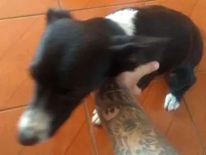 Cachorro raça  idade 7 a 11 meses nome Hanahh