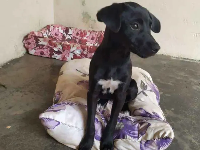 Cachorro ra a Sem raça idade 2 a 6 meses nome Nina