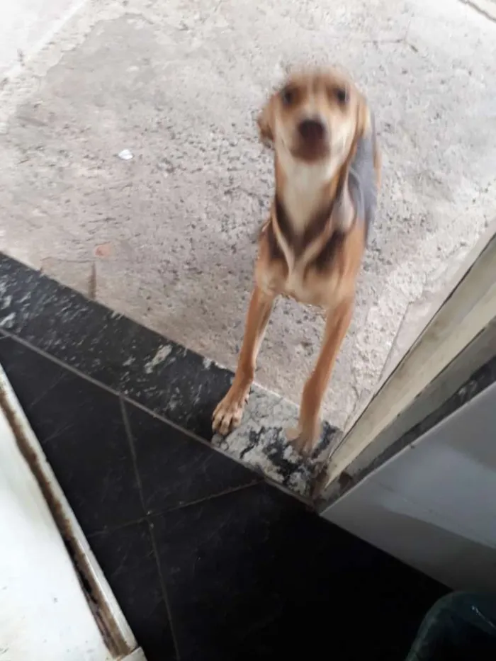 Cachorro ra a Vira lata idade 2 a 6 meses nome Urso