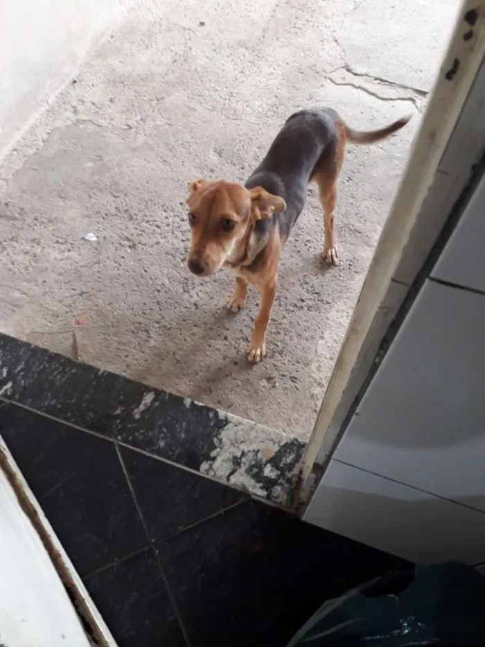 Cachorro ra a Vira lata idade 2 a 6 meses nome Urso