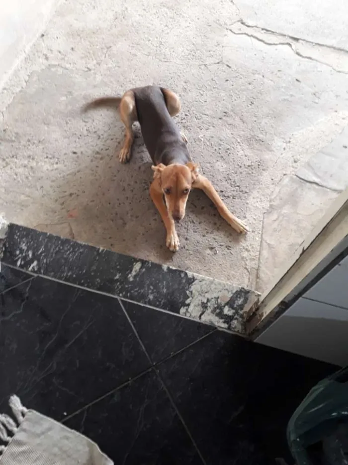 Cachorro ra a Vira lata idade 2 a 6 meses nome Urso