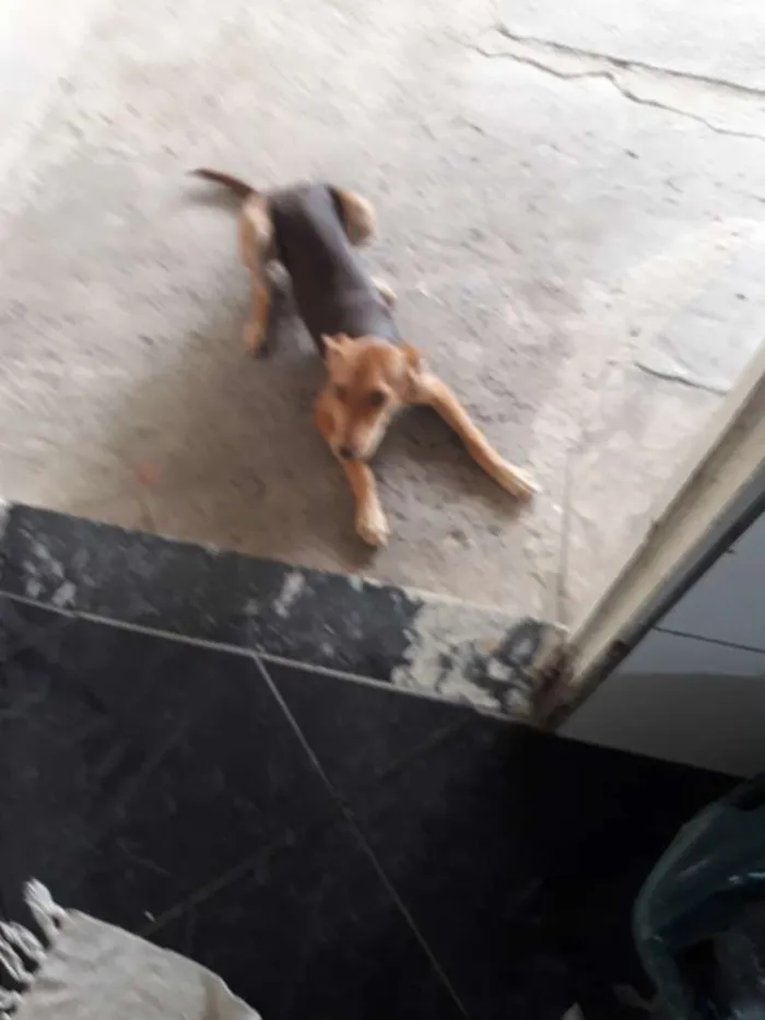 Cachorro ra a Vira lata idade 2 a 6 meses nome Urso