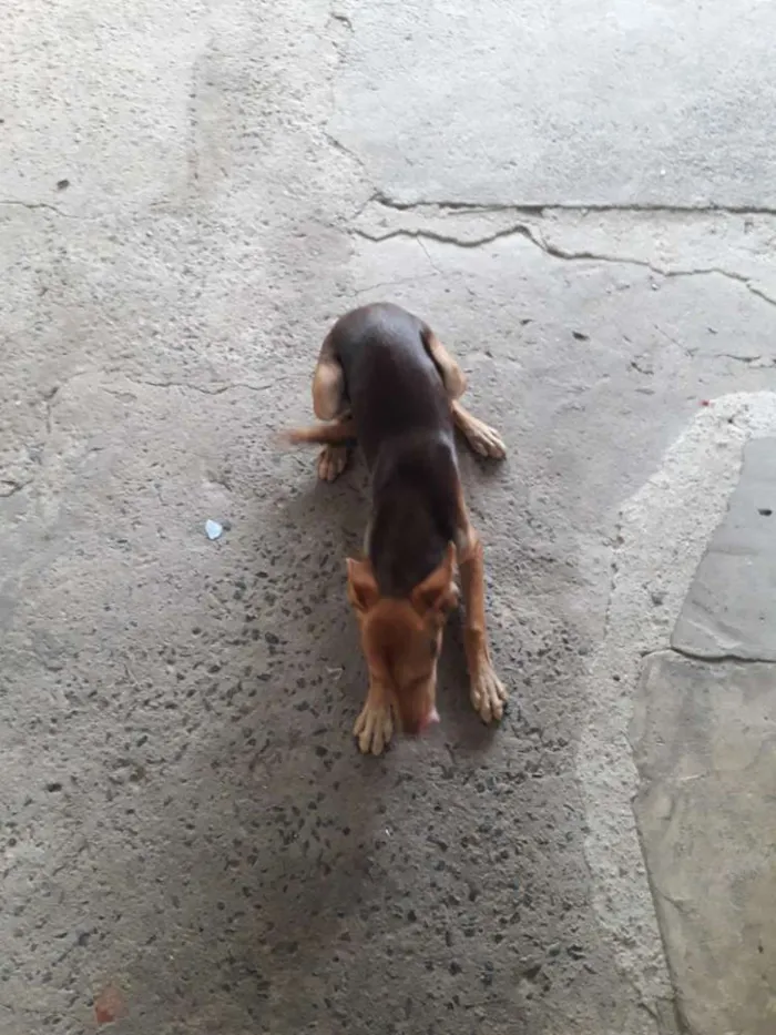 Cachorro ra a Vira lata idade 2 a 6 meses nome Urso