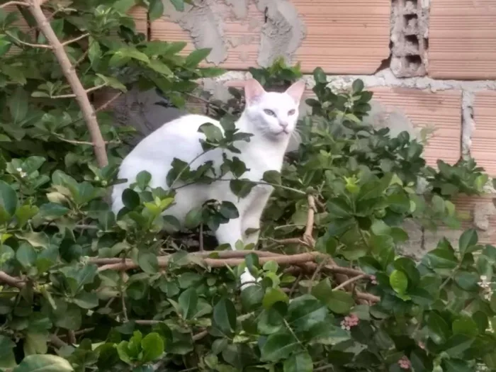 Gato raça siamê idade 2 anos nome branca