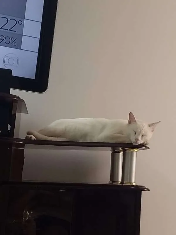 Gato raça siamê idade 2 anos nome branca