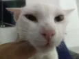 branca