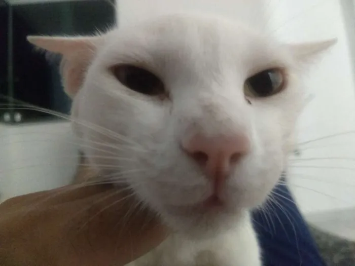 Gato raça siamê idade 2 anos nome branca