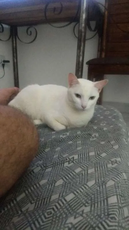 Gato raça siamê idade 2 anos nome branca