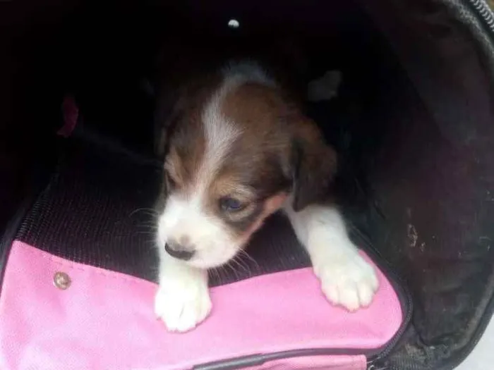 Cachorro ra a SRD idade 2 a 6 meses nome Meninas fofas