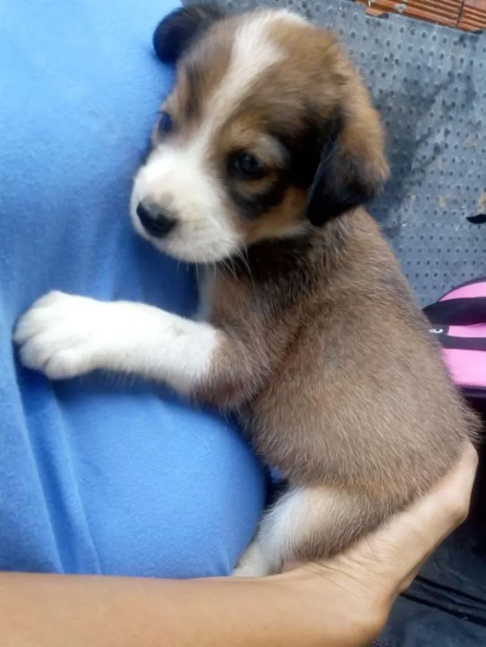 Cachorro ra a SRD idade 2 a 6 meses nome Meninas fofas