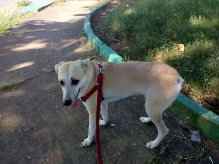 Cachorro raça Srd idade 1 ano nome Thor