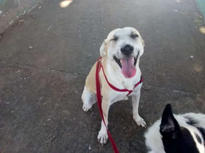 Cachorro raça Srd idade 1 ano nome Thor