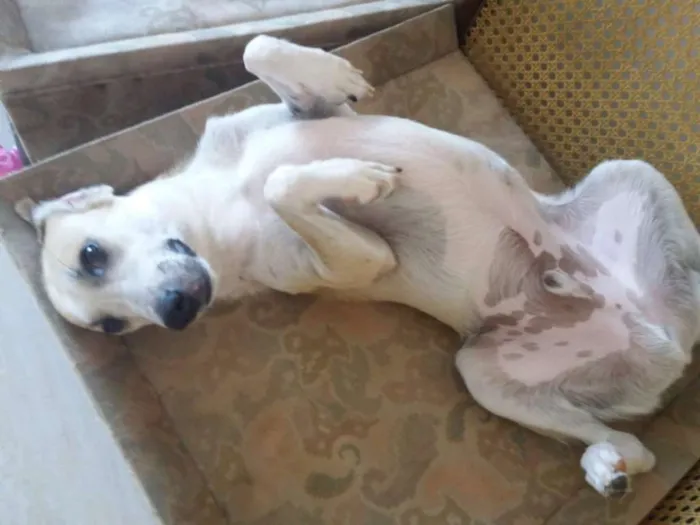 Cachorro raça Srd idade 1 ano nome Thor