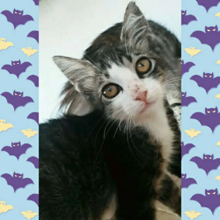 Gato raça Vira lata idade Abaixo de 2 meses nome Toby