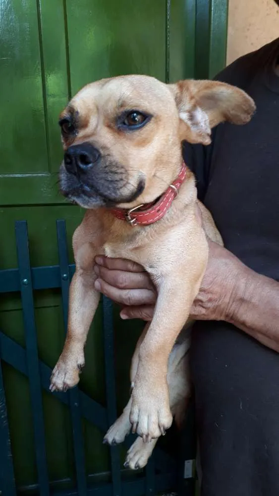Cachorro ra a SRD idade 7 a 11 meses nome Francis