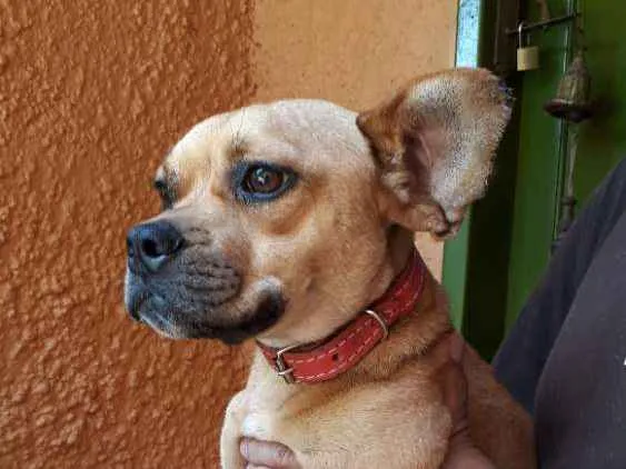 Cachorro ra a SRD idade 7 a 11 meses nome Francis