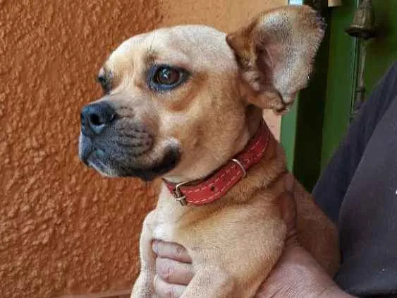 Cachorro ra a SRD idade 7 a 11 meses nome Francis