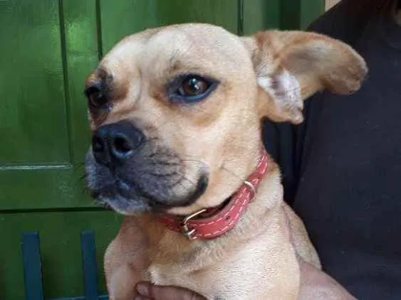 Cachorro ra a SRD idade 7 a 11 meses nome Francis