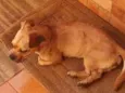 Francis