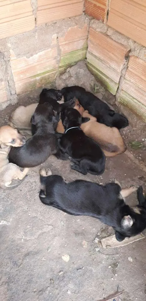 Cachorro ra a Sem raça definida  idade Abaixo de 2 meses nome Sem nomes 