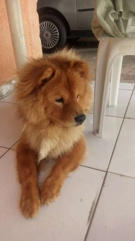 Cachorro raça Chau chau  idade 1 ano nome Teo