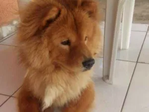Cachorro raça Chau chau  idade 1 ano nome Teo