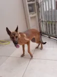 Bela